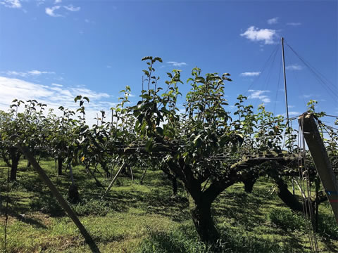 四日市職業訓練センター in おおぞら梨園